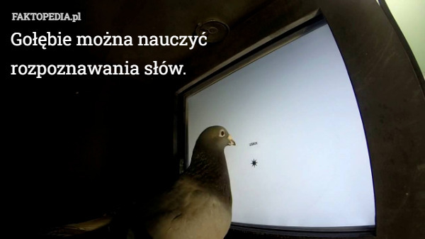 Gołębie można nauczyć
rozpoznawania słów. 