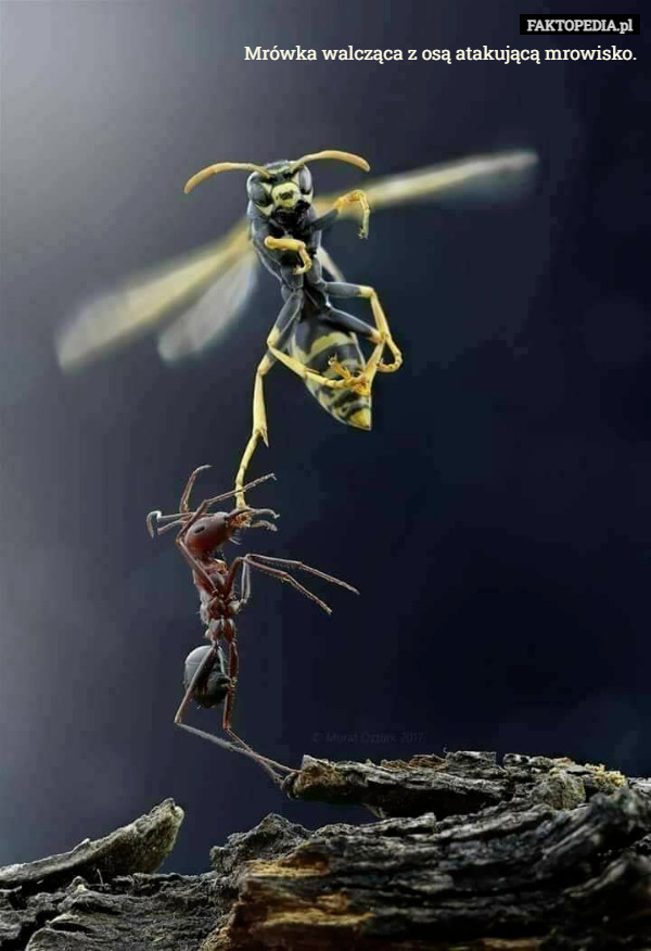 Mrówka walcząca z osą atakującą mrowisko. 