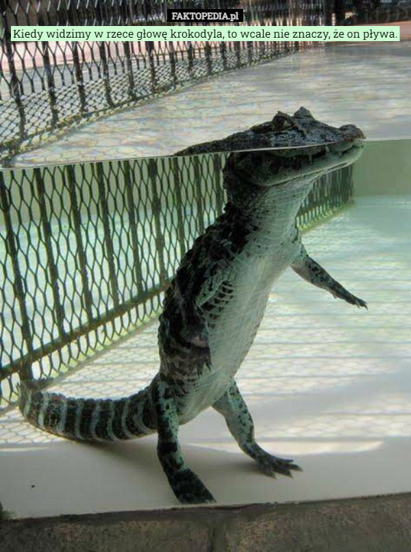 Kiedy widzimy w rzece głowę krokodyla, to wcale nie znaczy, że on pływa. 