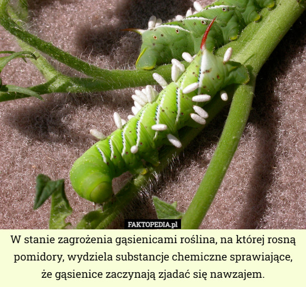 W stanie zagrożenia gąsienicami roślina, na której rosną pomidory, wydziela substancje chemiczne sprawiające, że gąsienice zaczynają zjadać się nawzajem. 