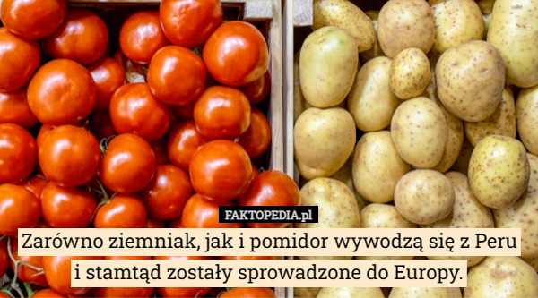 Zarówno ziemniak, jak i pomidor wywodzą się z Peru
 i stamtąd zostały sprowadzone do Europy. 
