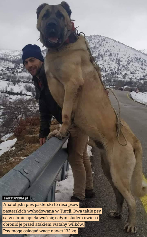 Anatolijski pies pasterski to rasa psów pasterskich wyhodowana w Turcji. Dwa takie psy są w stanie opiekować się całym stadem owiec i obronić je przed atakiem watahy wilków.
 Psy mogą osiągać wagę nawet 133 kg. 