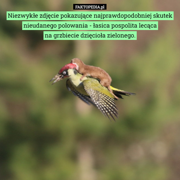 Niezwykłe zdjęcie pokazujące najprawdopodobniej skutek nieudanego polowania - łasica pospolita lecąca
 na grzbiecie dzięcioła zielonego. 