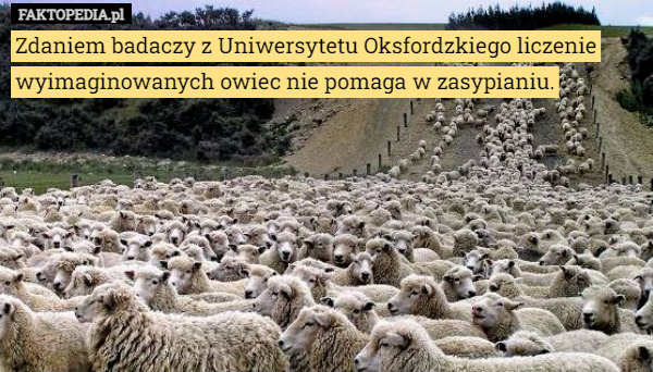 Zdaniem badaczy z Uniwersytetu Oksfordzkiego liczenie wyimaginowanych owiec nie pomaga w zasypianiu. 