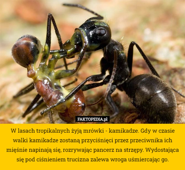 W lasach tropikalnych żyją mrówki - kamikadze. Gdy w czasie walki kamikadze zostaną przyciśnięci przez przeciwnika ich mięśnie napinają się, rozrywając pancerz na strzępy. Wydostająca się pod ciśnieniem trucizna zalewa wroga uśmiercając go. 