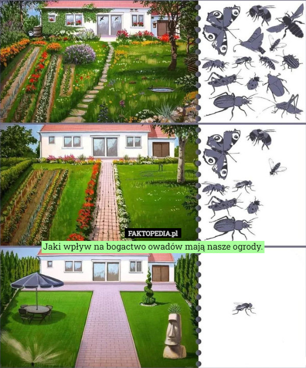 Jaki wpływ na bogactwo owadów mają nasze ogrody. 