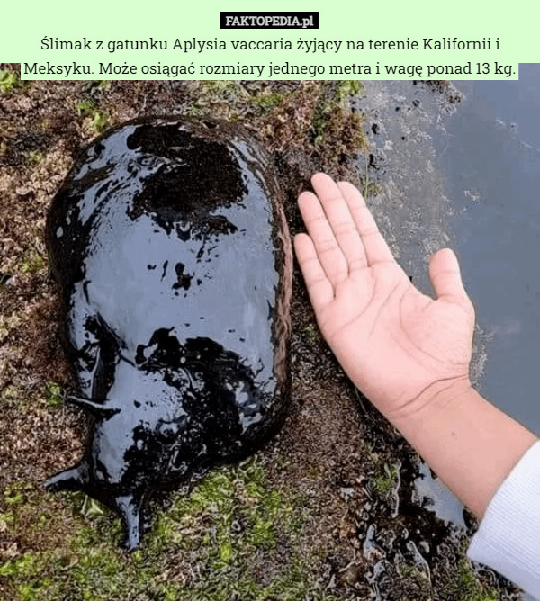 Ślimak z gatunku Aplysia vaccaria żyjący na terenie Kalifornii i Meksyku. Może osiągać rozmiary jednego metra i wagę ponad 13 kg. 