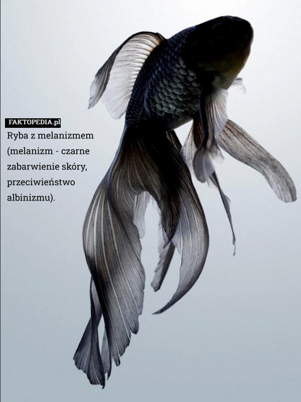 Ryba z melanizmem (melanizm - czarne zabarwienie skóry, przeciwieństwo albinizmu). 