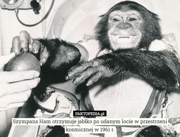 Szympans Ham otrzymuje jabłko po udanym locie w przestrzeni kosmicznej w 1961 r. 