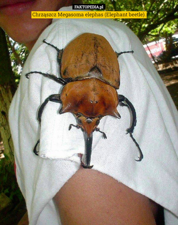 Chrząszcz Megasoma elephas (Elephant beetle). 