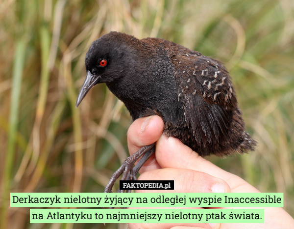 Derkaczyk nielotny żyjący na odległej wyspie Inaccessible na Atlantyku to najmniejszy nielotny ptak świata. 
