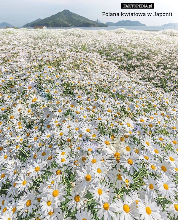 Polana kwiatowa w Japonii. 