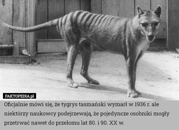 Oficjalnie mówi się, że tygrys tasmański wymarł w 1936 r. ale niektórzy naukowcy podejrzewają, że pojedyncze osobniki mogły przetrwać nawet do przełomu lat 80. i 90. XX w. 