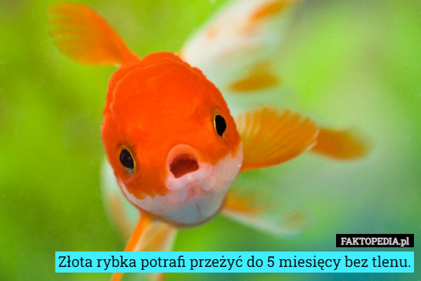Złota rybka potrafi przeżyć do 5 miesięcy bez tlenu. 