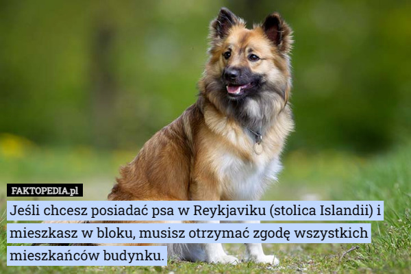 Jeśli chcesz posiadać psa w Reykjaviku (stolica Islandii) i mieszkasz w bloku, musisz otrzymać zgodę wszystkich mieszkańców budynku. 