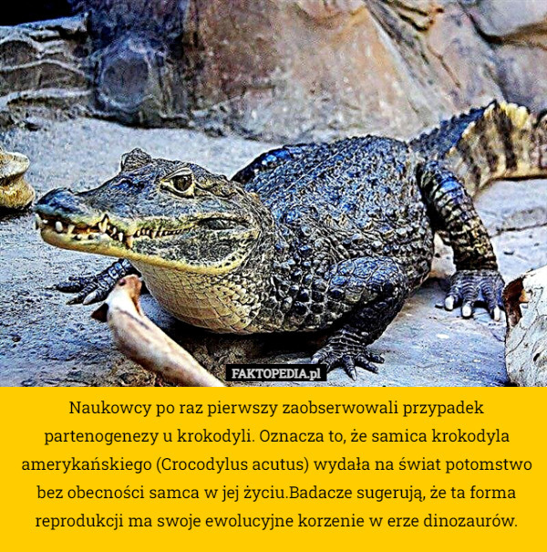 Naukowcy po raz pierwszy zaobserwowali przypadek partenogenezy u krokodyli. Oznacza to, że samica krokodyla amerykańskiego (Crocodylus acutus) wydała na świat potomstwo bez obecności samca w jej życiu.Badacze sugerują, że ta forma reprodukcji ma swoje ewolucyjne korzenie w erze dinozaurów. 