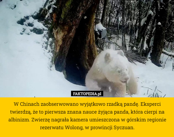 W Chinach zaobserwowano wyjątkowo rzadką pandę. Eksperci twierdzą, że to pierwsza znana nauce żyjąca panda, która cierpi na albinizm. Zwierzę nagrała kamera umieszczona w górskim regionie rezerwatu Wolong, w prowincji Syczuan. 