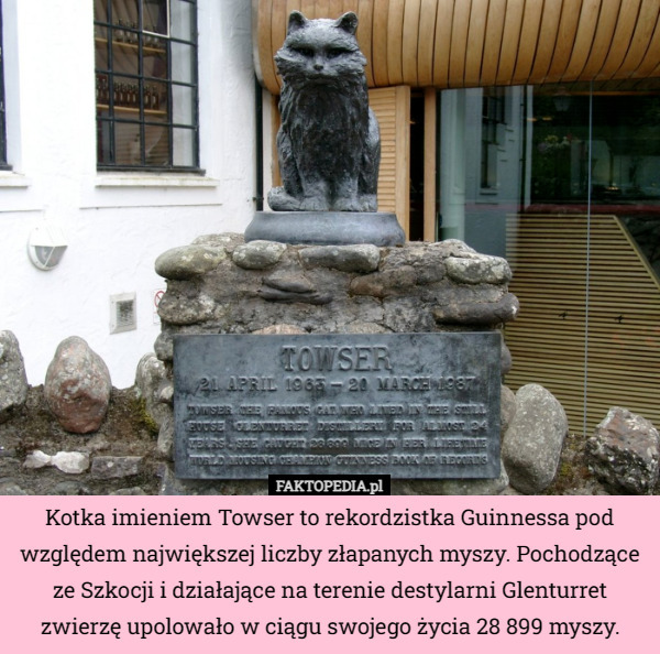 Kotka imieniem Towser to rekordzistka Guinnessa pod względem największej liczby złapanych myszy. Pochodzące ze Szkocji i działające na terenie destylarni Glenturret zwierzę upolowało w ciągu swojego życia 28 899 myszy. 