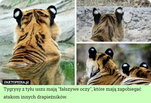 Tygrysy z tyłu uszu mają "fałszywe oczy", które mają zapobiegać atakom innych drapieżników. 