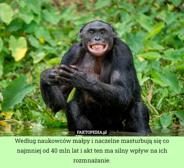 Według naukowców małpy i naczelne masturbują się co najmniej od 40 mln lat i akt ten ma silny wpływ na ich rozmnażanie. 