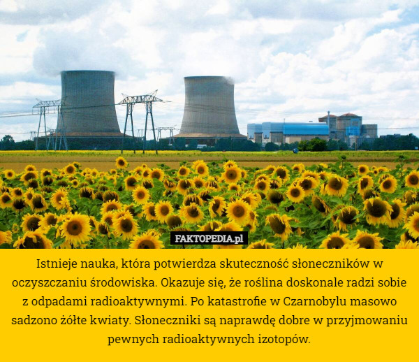 Istnieje nauka, która potwierdza skuteczność słoneczników w oczyszczaniu środowiska. Okazuje się, że roślina doskonale radzi sobie z odpadami radioaktywnymi. Po katastrofie w Czarnobylu masowo sadzono żółte kwiaty. Słoneczniki są naprawdę dobre w przyjmowaniu pewnych radioaktywnych izotopów. 