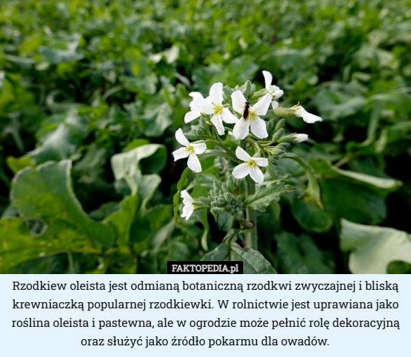 Rzodkiew oleista jest odmianą botaniczną rzodkwi zwyczajnej i bliską krewniaczką popularnej rzodkiewki. W rolnictwie jest uprawiana jako roślina oleista i pastewna, ale w ogrodzie może pełnić rolę dekoracyjną oraz służyć jako źródło pokarmu dla owadów. 
