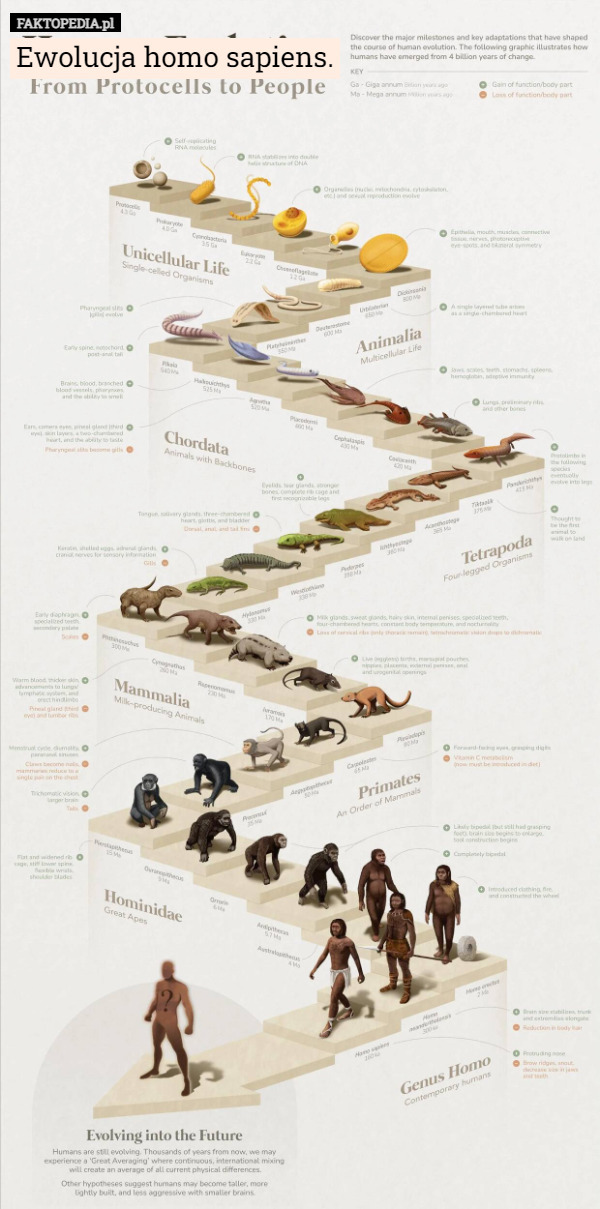 Ewolucja homo sapiens. 