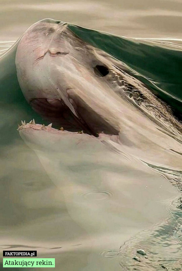 Atakujący rekin. 