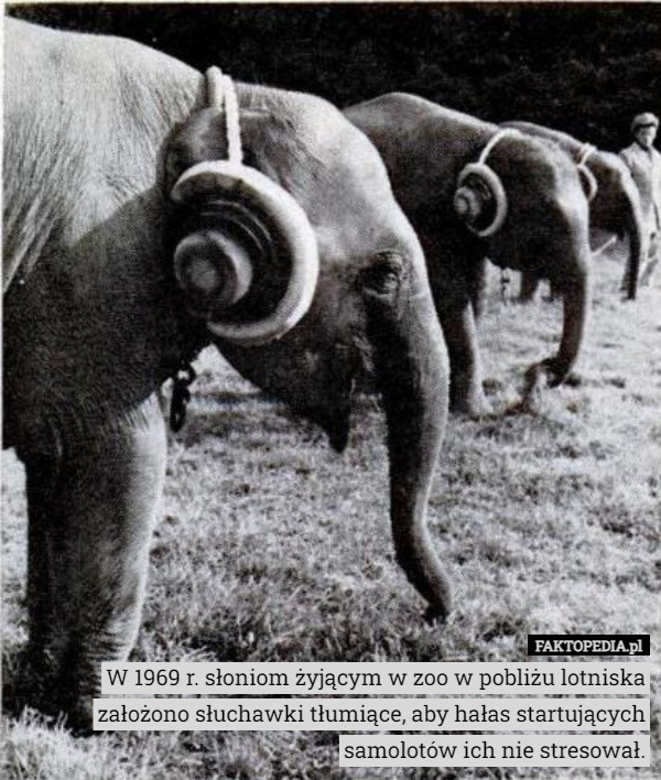 W 1969 r. słoniom żyjącym w zoo w pobliżu lotniska założono słuchawki tłumiące, aby hałas startujących samolotów ich nie stresował. 