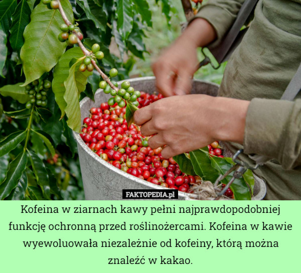 Kofeina w ziarnach kawy pełni najprawdopodobniej funkcję ochronną przed roślinożercami. Kofeina w kawie wyewoluowała niezależnie od kofeiny, którą można znaleźć w kakao. 