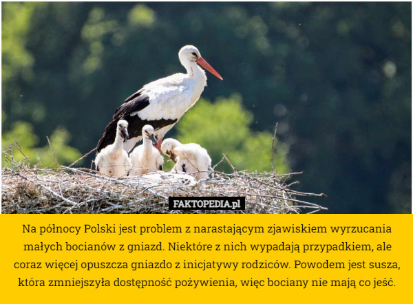 Na północy Polski jest problem z narastającym zjawiskiem wyrzucania małych bocianów z gniazd. Niektóre z nich wypadają przypadkiem, ale coraz więcej opuszcza gniazdo z inicjatywy rodziców. Powodem jest susza, która zmniejszyła dostępność pożywienia, więc bociany nie mają co jeść. 