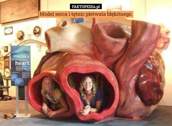 Model serca i tętnic płetwala błękitnego. 