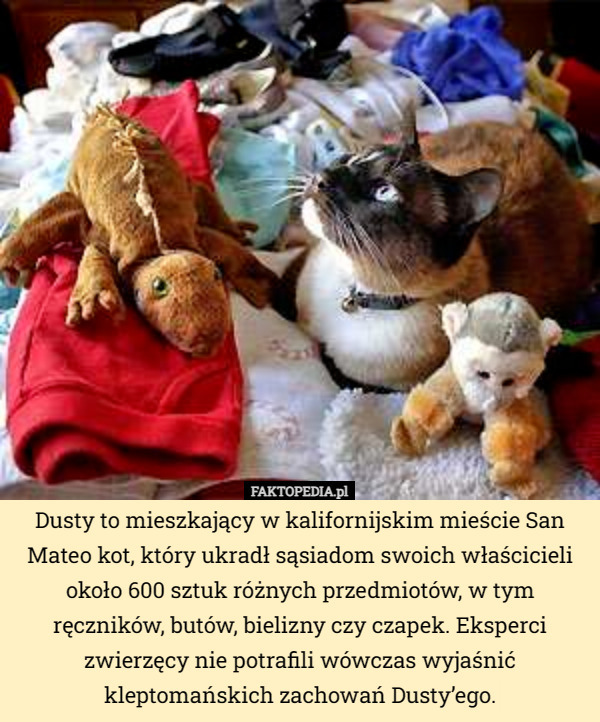 Dusty to mieszkający w kalifornijskim mieście San Mateo kot, który ukradł sąsiadom swoich właścicieli około 600 sztuk różnych przedmiotów, w tym ręczników, butów, bielizny czy czapek. Eksperci zwierzęcy nie potrafili wówczas wyjaśnić kleptomańskich zachowań Dusty’ego. 
