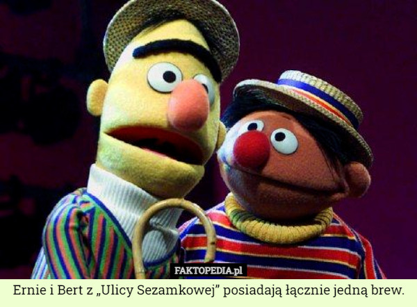 Ernie i Bert z „Ulicy Sezamkowej” posiadają łącznie jedną brew. 
