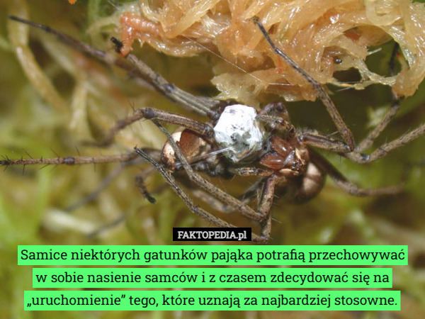 Samice niektórych gatunków pająka potrafią przechowywać
 w sobie nasienie samców i z czasem zdecydować się na „uruchomienie” tego, które uznają za najbardziej stosowne. 
