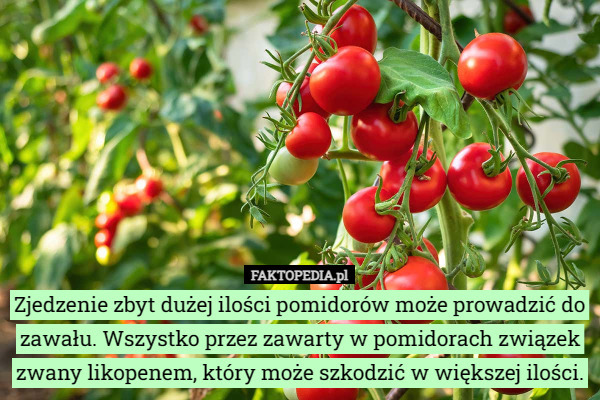 Zjedzenie zbyt dużej ilości pomidorów może prowadzić do zawału. Wszystko przez zawarty w pomidorach związek zwany likopenem, który może szkodzić w większej ilości. 
