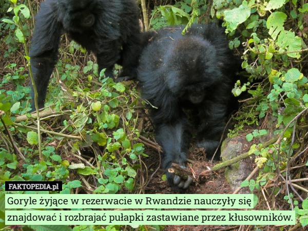 Goryle żyjące w rezerwacie w Rwandzie nauczyły się znajdować i rozbrajać pułapki zastawiane przez kłusowników. 