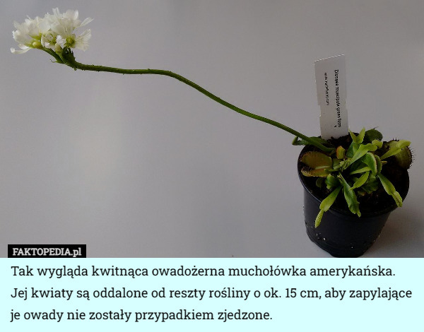 Tak wygląda kwitnąca owadożerna muchołówka amerykańska. Jej kwiaty są oddalone od reszty rośliny o ok. 15 cm, aby zapylające je owady nie zostały przypadkiem zjedzone. 