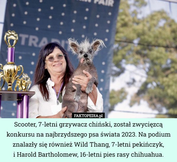 Scooter, 7-letni grzywacz chiński, został zwycięzcą konkursu na najbrzydszego psa świata 2023. Na podium znalazły się również Wild Thang, 7-letni pekińczyk,
 i Harold Bartholomew, 16-letni pies rasy chihuahua. 