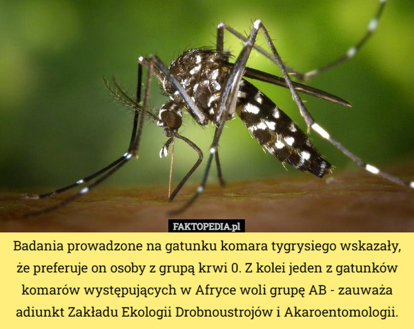 Badania prowadzone na gatunku komara tygrysiego wskazały, że preferuje on osoby z grupą krwi 0. Z kolei jeden z gatunków komarów występujących w Afryce woli grupę AB - zauważa adiunkt Zakładu Ekologii Drobnoustrojów i Akaroentomologii. 