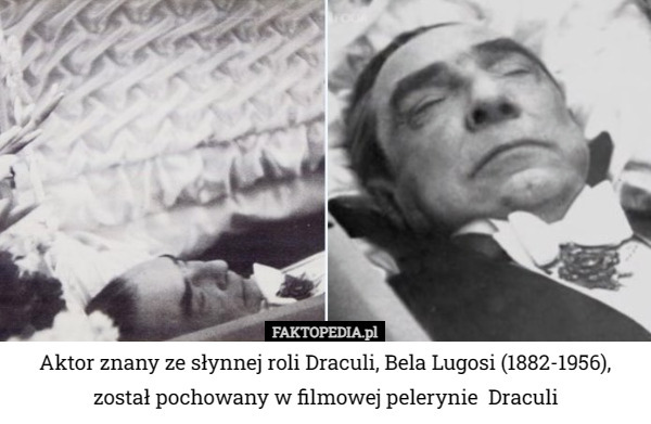 Aktor znany ze słynnej roli Draculi, Bela Lugosi (1882-1956), został pochowany w filmowej pelerynie  Draculi 