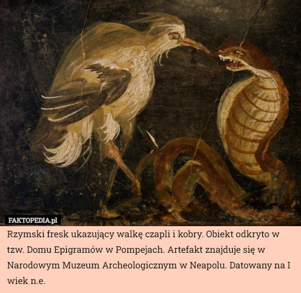 Rzymski fresk ukazujący walkę czapli i kobry. Obiekt odkryto w tzw. Domu Epigramów w Pompejach. Artefakt znajduje się w Narodowym Muzeum Archeologicznym w Neapolu. Datowany na I wiek n.e. 