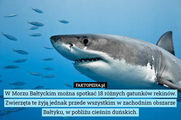 W Morzu Bałtyckim można spotkać 18 różnych gatunków rekinów.
Zwierzęta te żyją jednak przede wszystkim w zachodnim obszarze Bałtyku, w pobliżu cieśnin duńskich. 