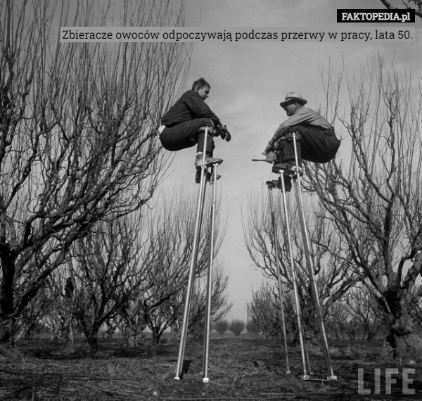 Zbieracze owoców odpoczywają podczas przerwy w pracy, lata 50. 