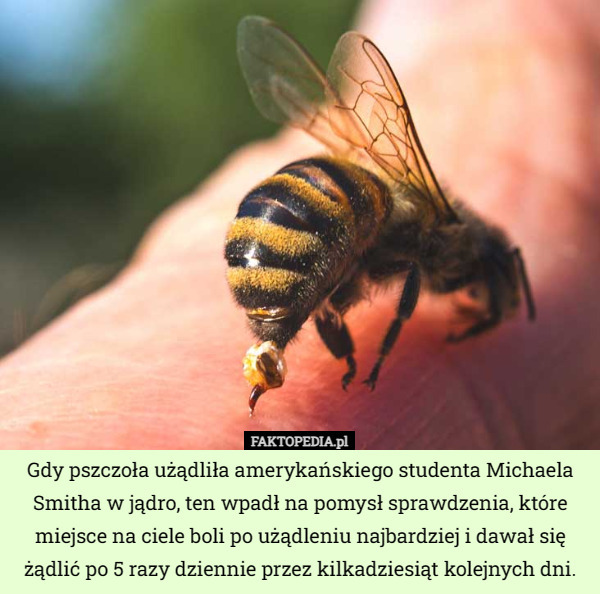 Gdy pszczoła użądliła amerykańskiego studenta Michaela Smitha w jądro, ten wpadł na pomysł sprawdzenia, które miejsce na ciele boli po użądleniu najbardziej i dawał się żądlić po 5 razy dziennie przez kilkadziesiąt kolejnych dni. 