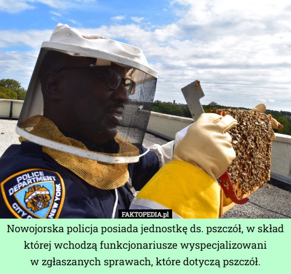 Nowojorska policja posiada jednostkę ds. pszczół, w skład której wchodzą funkcjonariusze wyspecjalizowani
 w zgłaszanych sprawach, które dotyczą pszczół. 