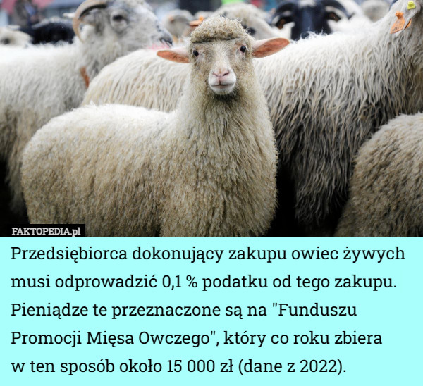 Przedsiębiorca dokonujący zakupu owiec żywych musi odprowadzić 0,1 % podatku od tego zakupu. Pieniądze te przeznaczone są na "Funduszu Promocji Mięsa Owczego", który co roku zbiera
 w ten sposób około 15 000 zł (dane z 2022). 