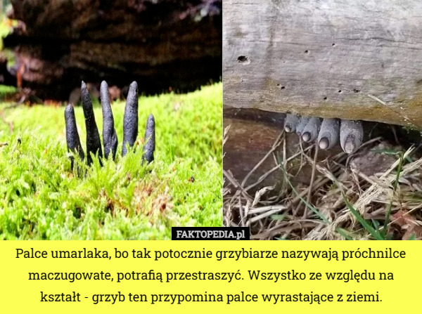 Palce umarlaka, bo tak potocznie grzybiarze nazywają próchnilce maczugowate, potrafią przestraszyć. Wszystko ze względu na kształt - grzyb ten przypomina palce wyrastające z ziemi. 