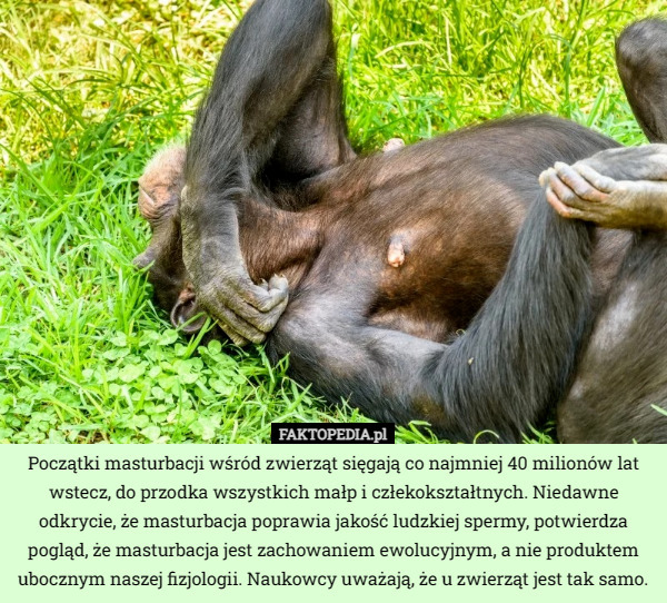 Początki masturbacji wśród zwierząt sięgają co najmniej 40 milionów lat wstecz, do przodka wszystkich małp i człekokształtnych. Niedawne odkrycie, że masturbacja poprawia jakość ludzkiej spermy, potwierdza pogląd, że masturbacja jest zachowaniem ewolucyjnym, a nie produktem ubocznym naszej fizjologii. Naukowcy uważają, że u zwierząt jest tak samo. 