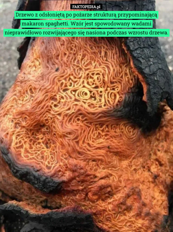 Drzewo z odsłoniętą po pożarze strukturą przypominającą makaron spaghetti. Wzór jest spowodowany wadami nieprawidłowo rozwijającego się nasiona podczas wzrostu drzewa. 